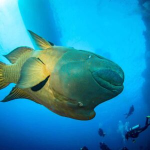 Giidiga Snorgeldamine Rummu “Veealuse Vangla” alal koos “Veealune teekond / Underwater Journey” näituse külastusega